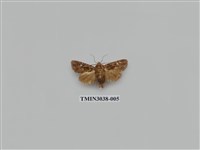 藏品(夜蛾701)的圖片